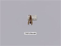 藏品(變側異腹胡蜂)的圖片
